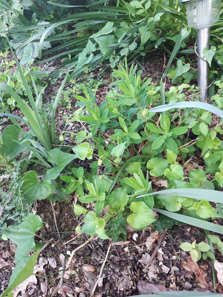 Annexe 20200428_184106 1.jpg