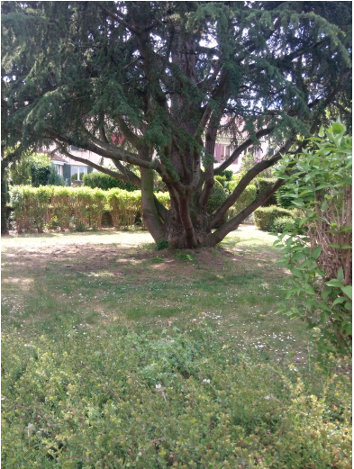 Annexe conifère.PNG