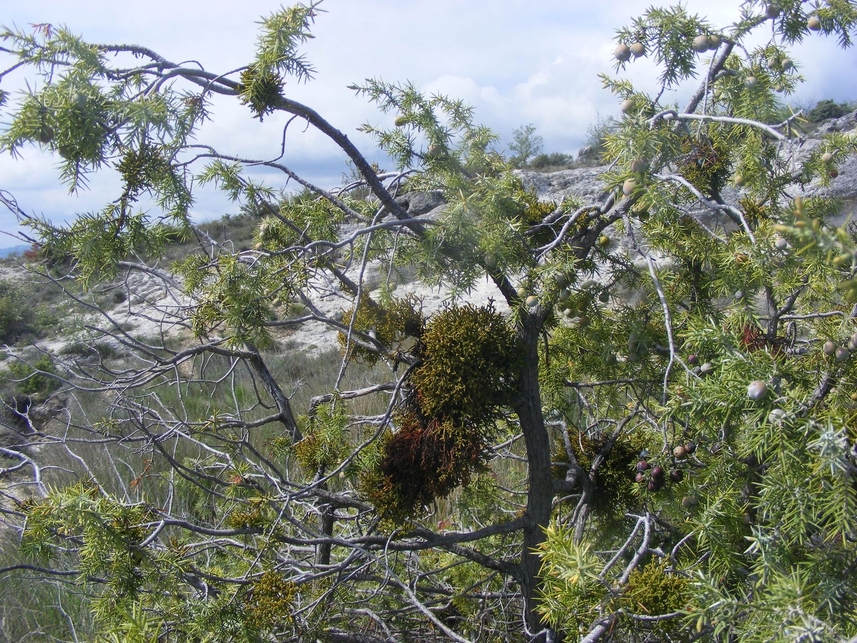 Annexe Arceutobe du cade.jpg