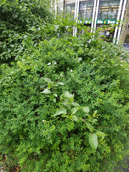 Annexe Morelle faux jasmin.jpg