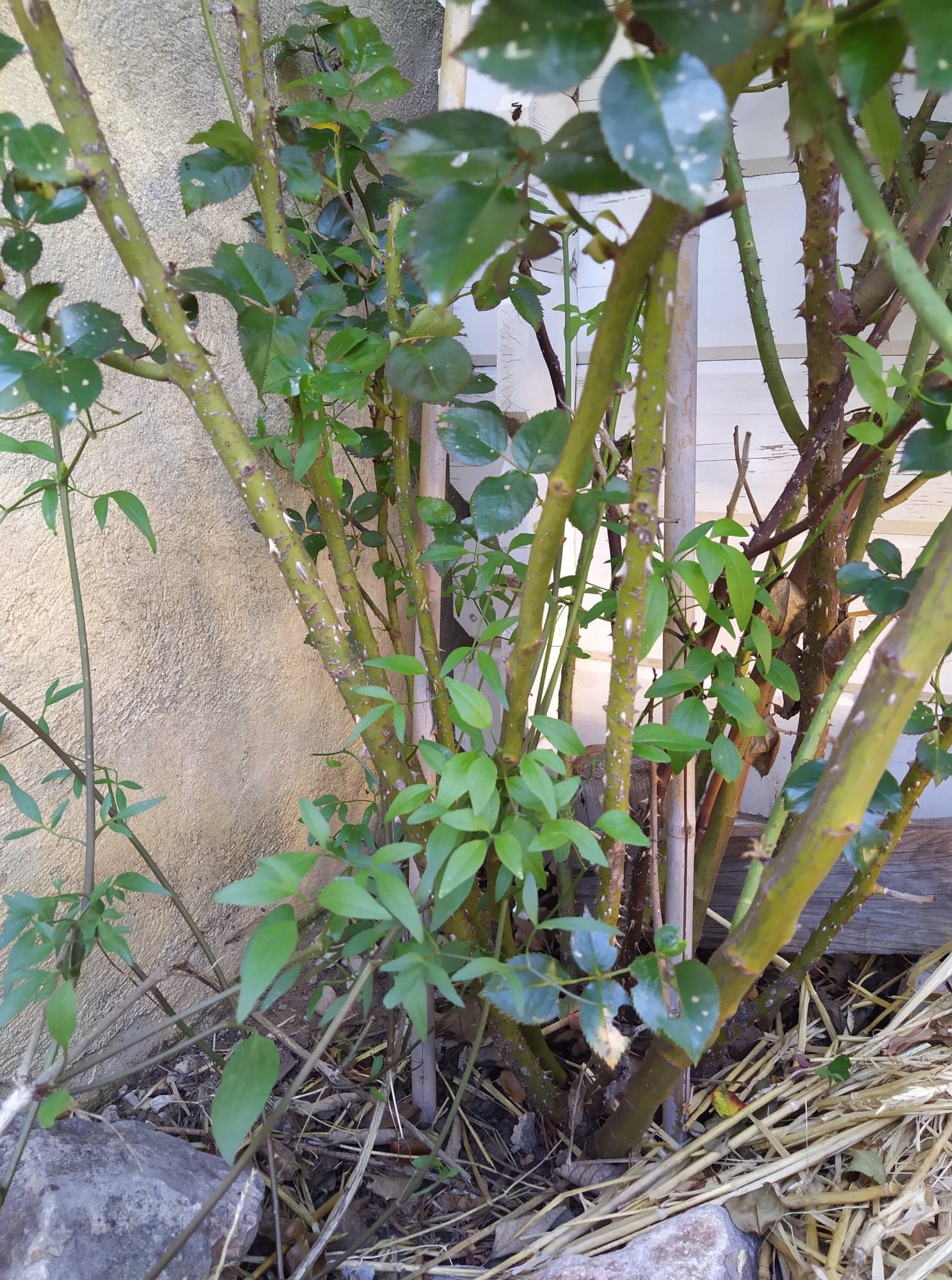 Annexe Clématite sauvage rosier grimpant.jpg