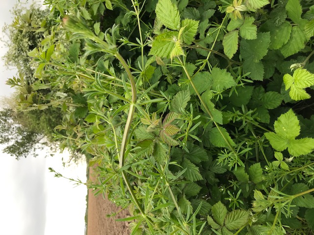 Annexe gailletgratteron.jpg