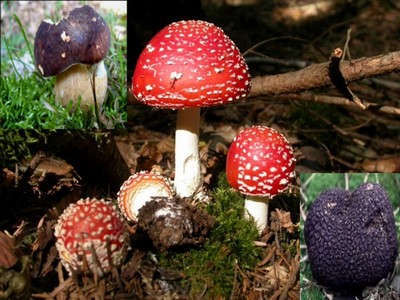 Annexe amanit37ghdf.jpg