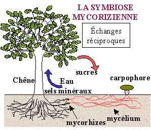 Annexe cepe_de_bordeaux_012_symbiose_mycorizienne.jpg