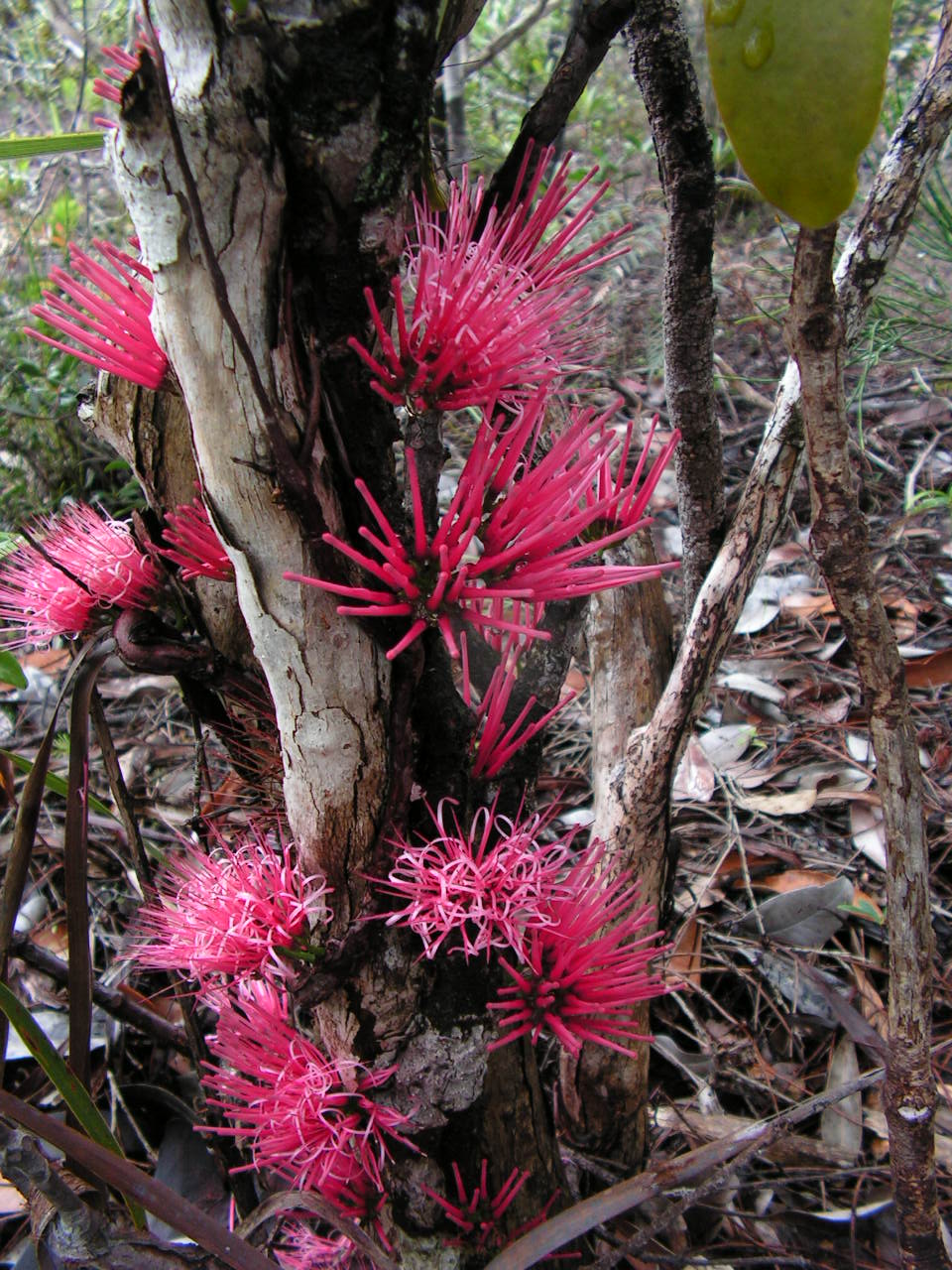 Annexe Amyema scandens.JPG