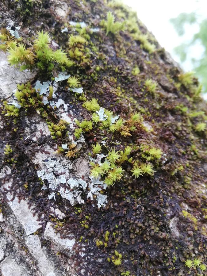 Annexe 1588227767454.JPEG