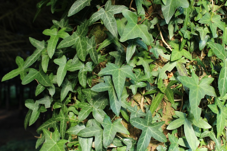 Annexe Hedera helix(Lierre grimpant).JPG