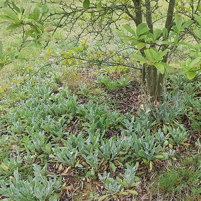 Annexe magnolia2.jpg