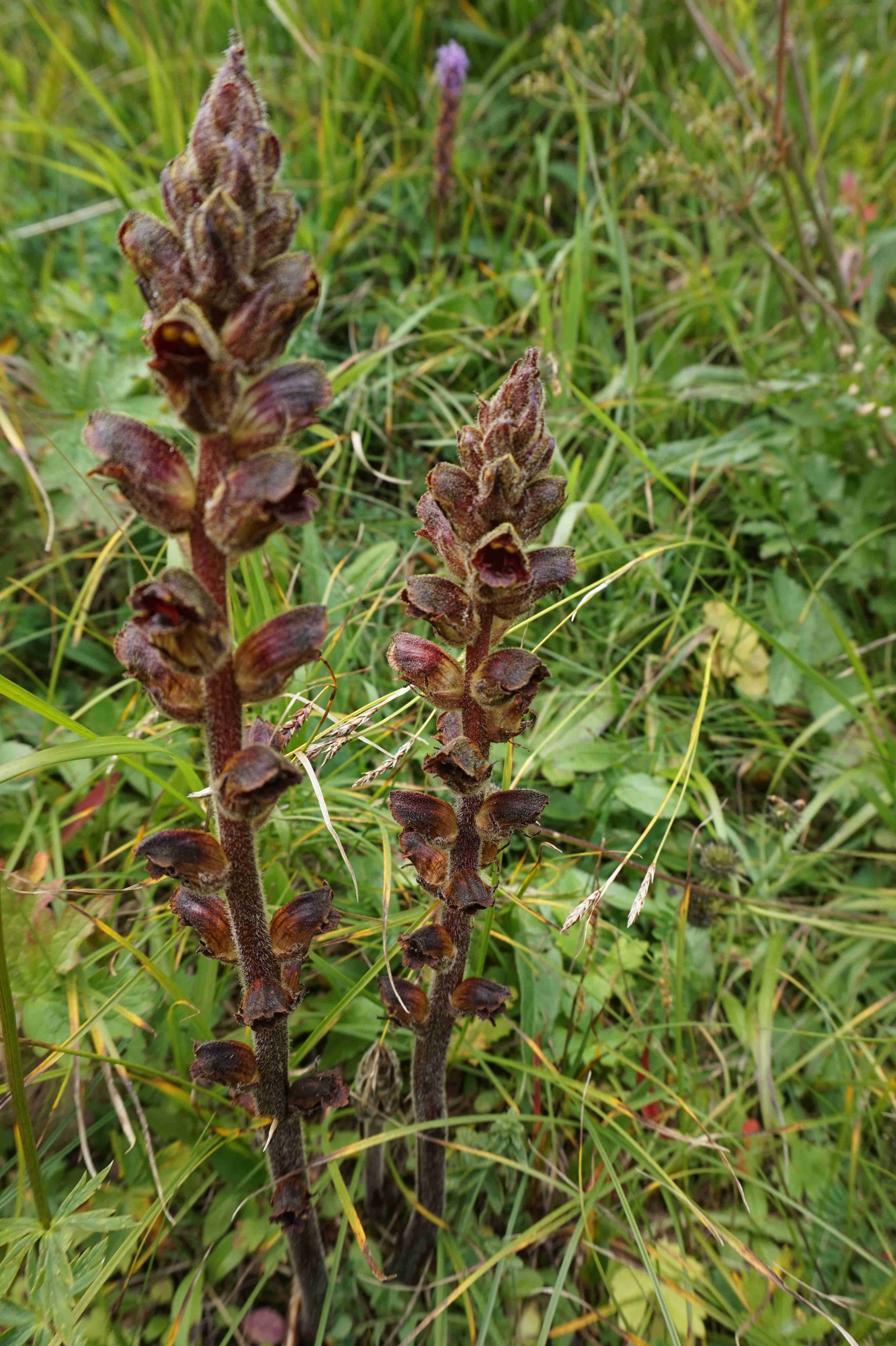 Annexe DSC02586-light.JPG