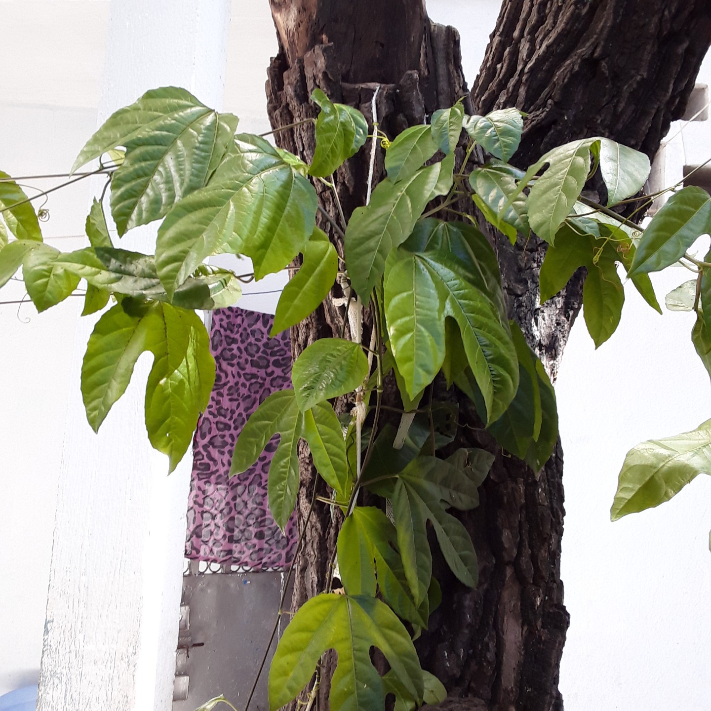 Annexe 20200430_134746-1440x1440.jpg