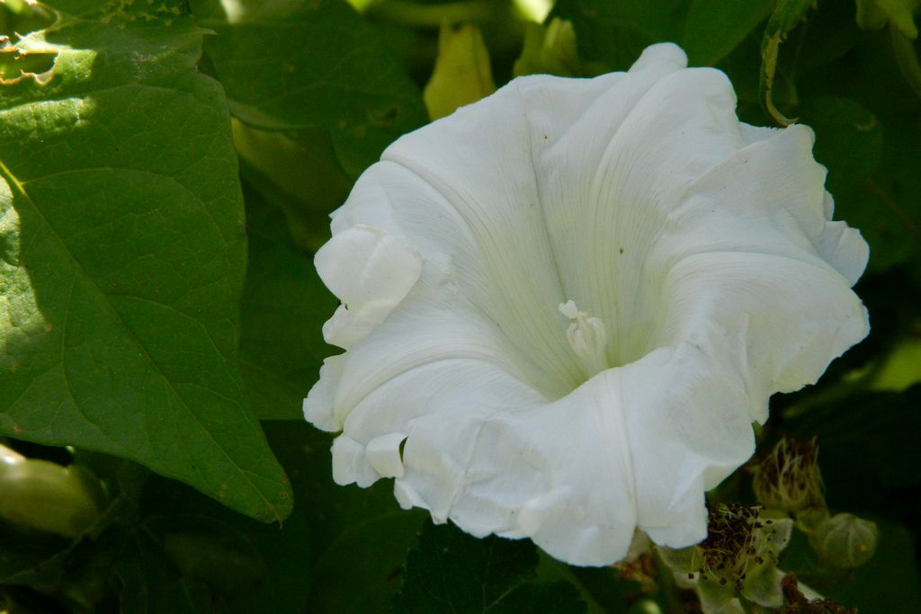 Annexe Convolvulus sepium.jpeg