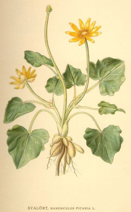 Annexe 435px-Ranunculus_ficaria_nf.jpg