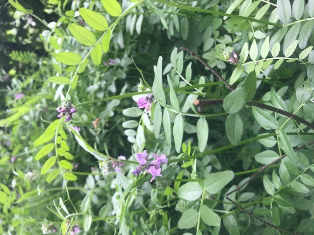 Annexe Déterminer.jpg