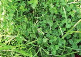 Annexe prairies multi-espèces.jpg