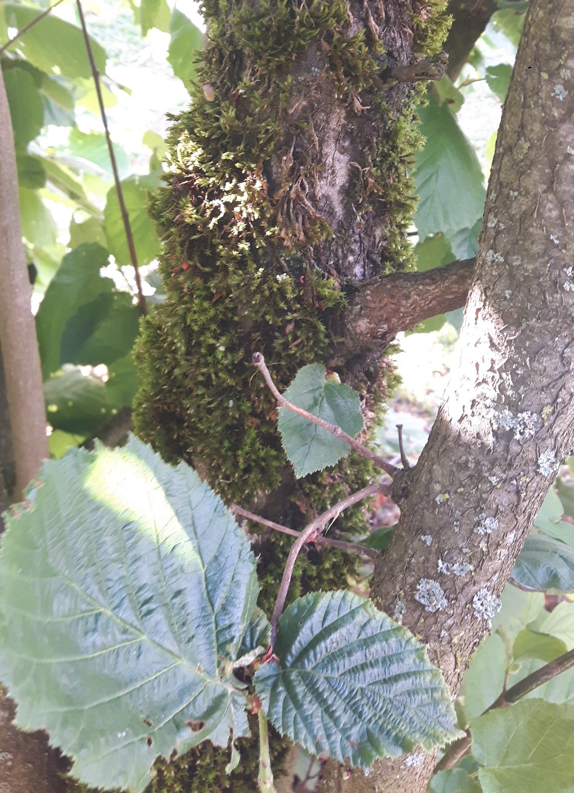 Annexe noisettier mousse.jpg