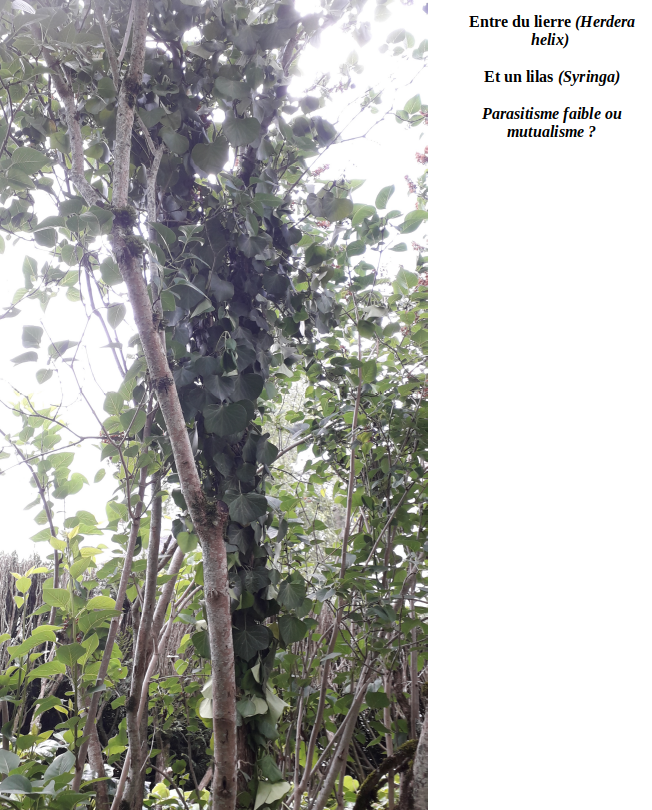 Annexe Lierre Lilas.png