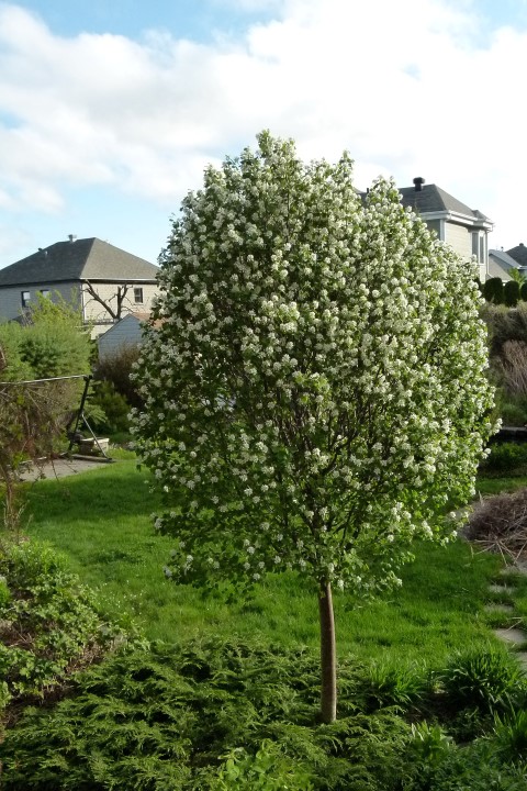 Annexe Amélanchier ChezNous P1160206 (Small).JPG