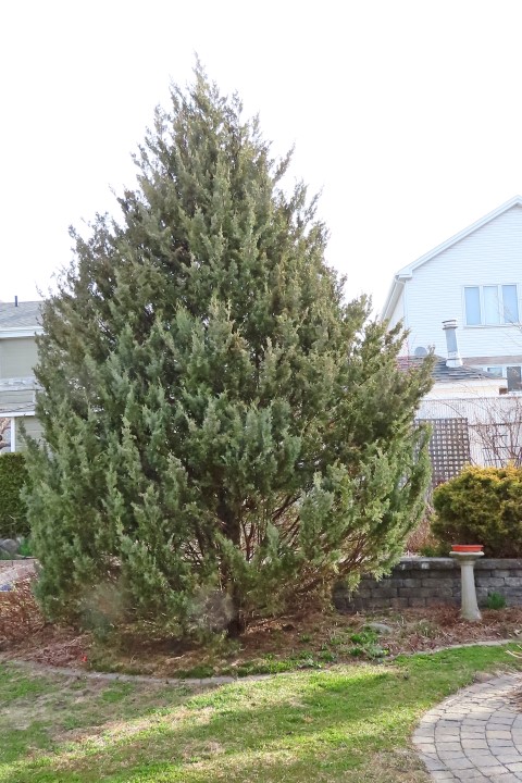 Annexe Genévrier ChezNous IMG_9613 (Small).JPG