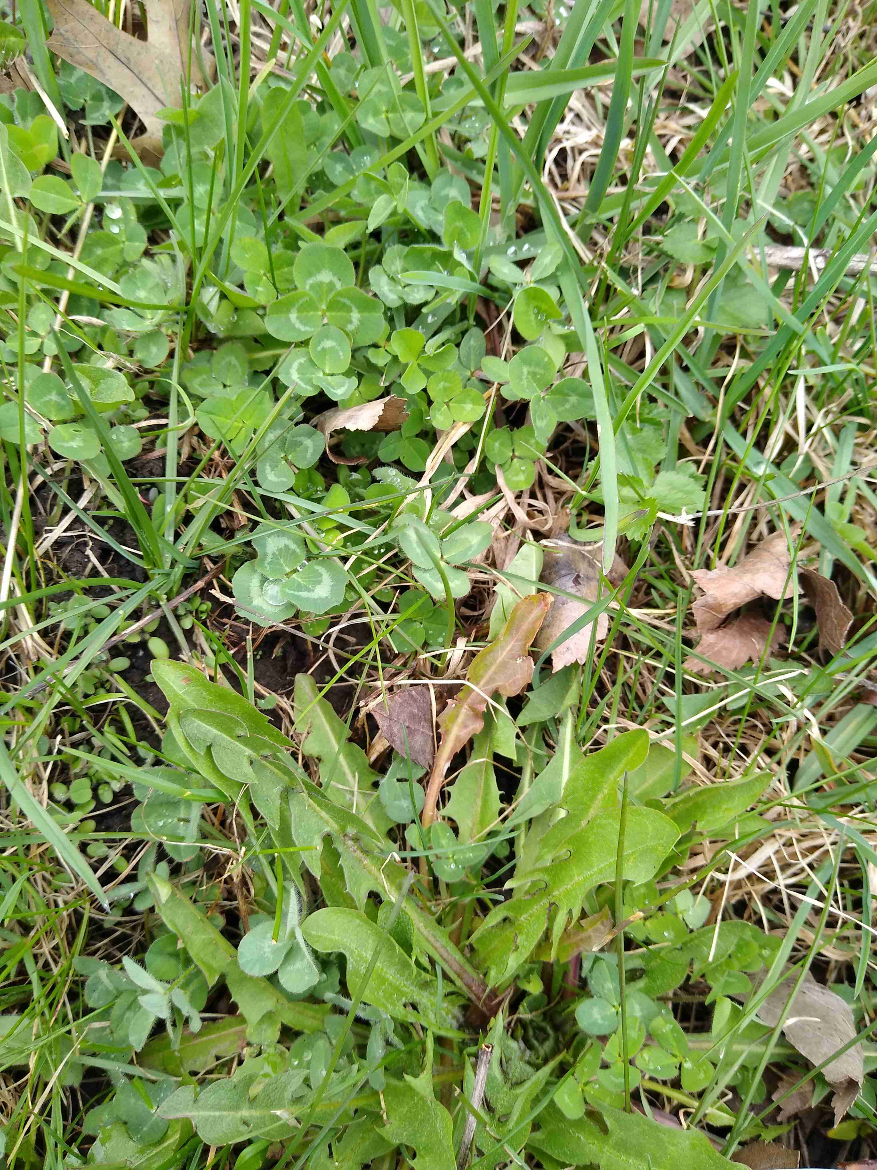 Annexe Interactions des plantes (1).jpg