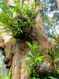 Annexe galax-platy-225x300.jpg