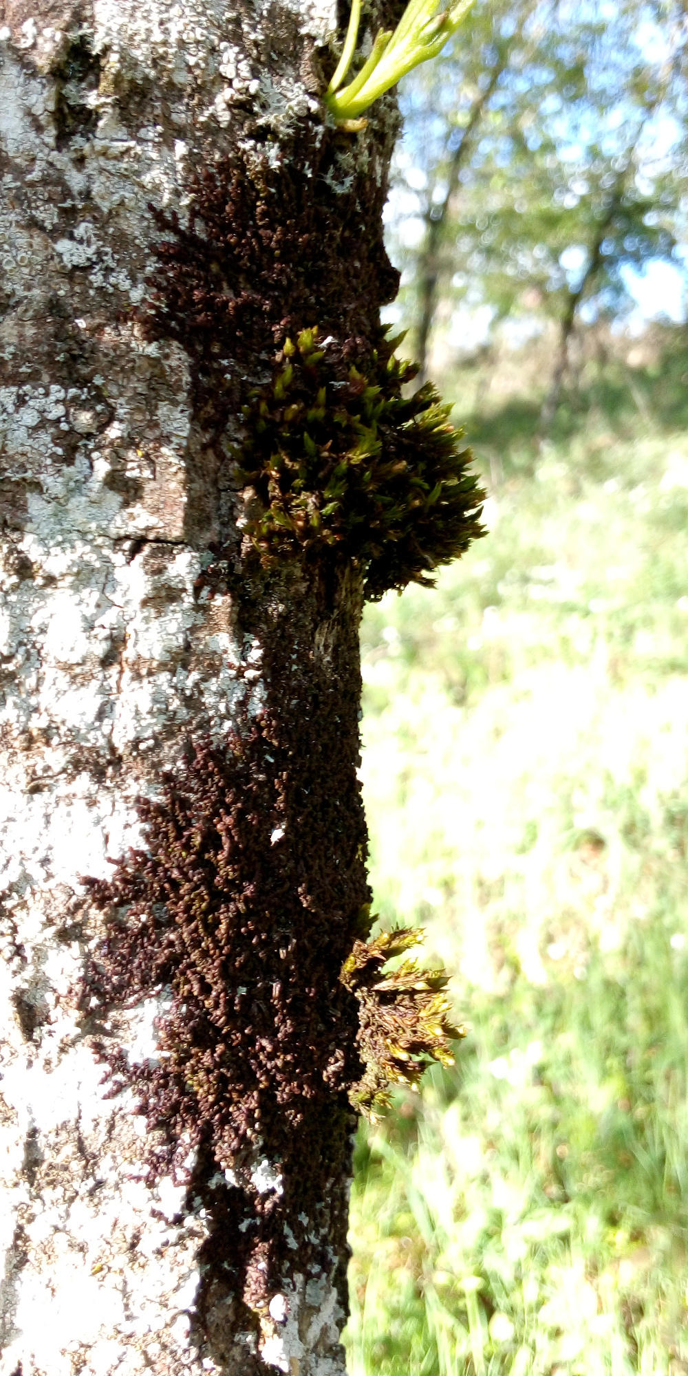 Annexe Fêne et mousse 1.jpg