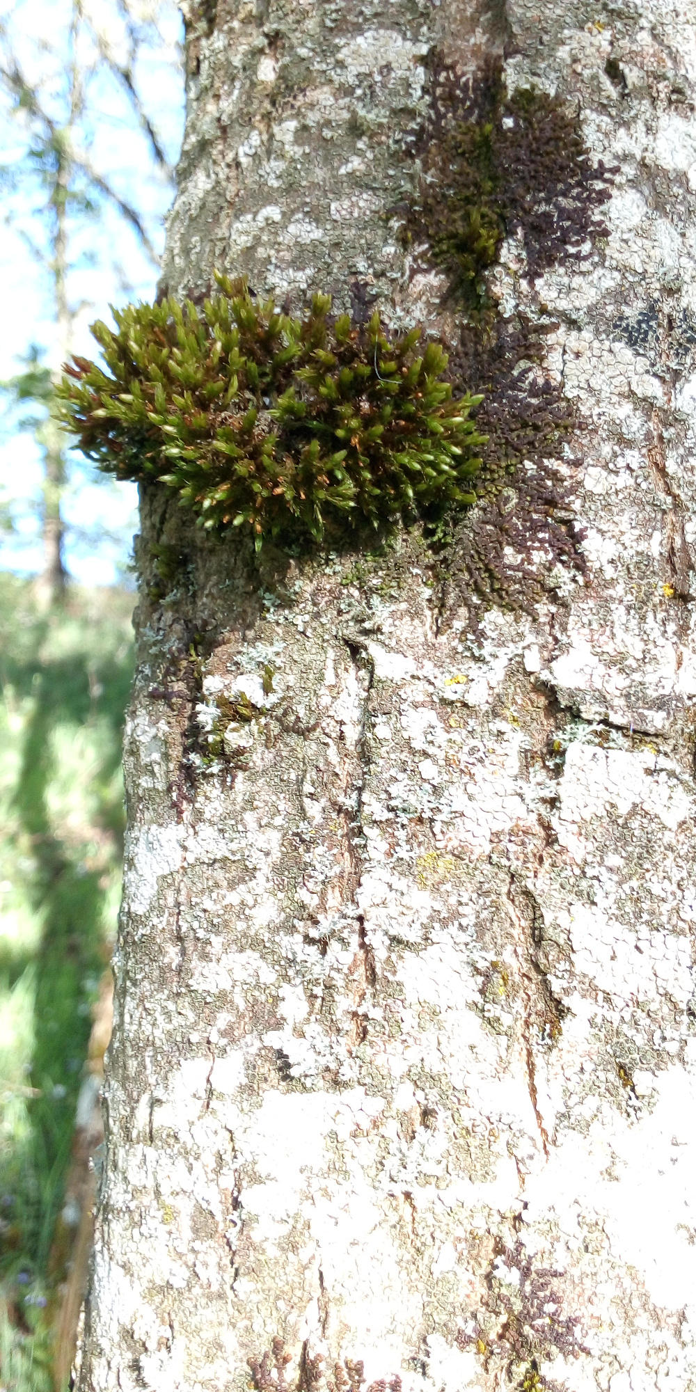 Annexe Frêne et mousse 2.jpg