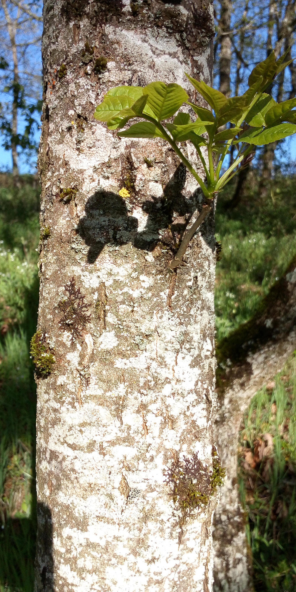 Annexe Frêne et mousse 3.jpg