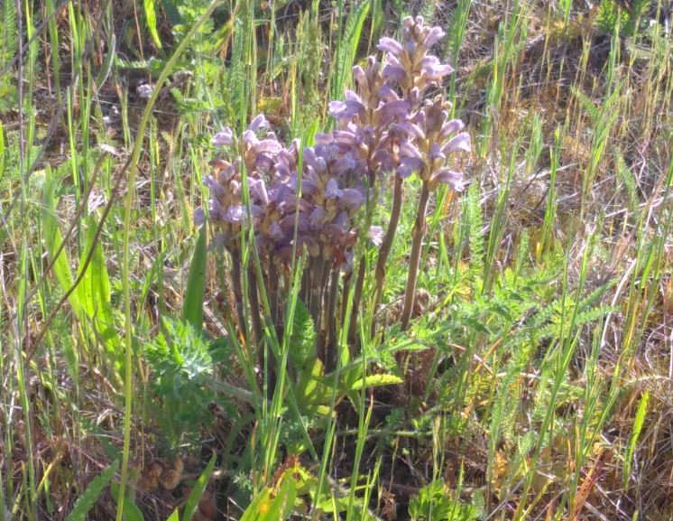 Annexe Orobanche pourprée.JPG