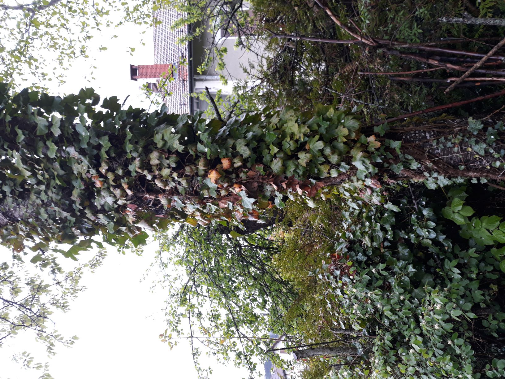 Annexe lierre_ceriser_mail.jpg