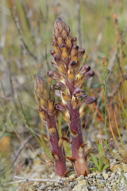 Annexe 751ED202-7763-42B4-9C17-3D6088B048BF.jpeg