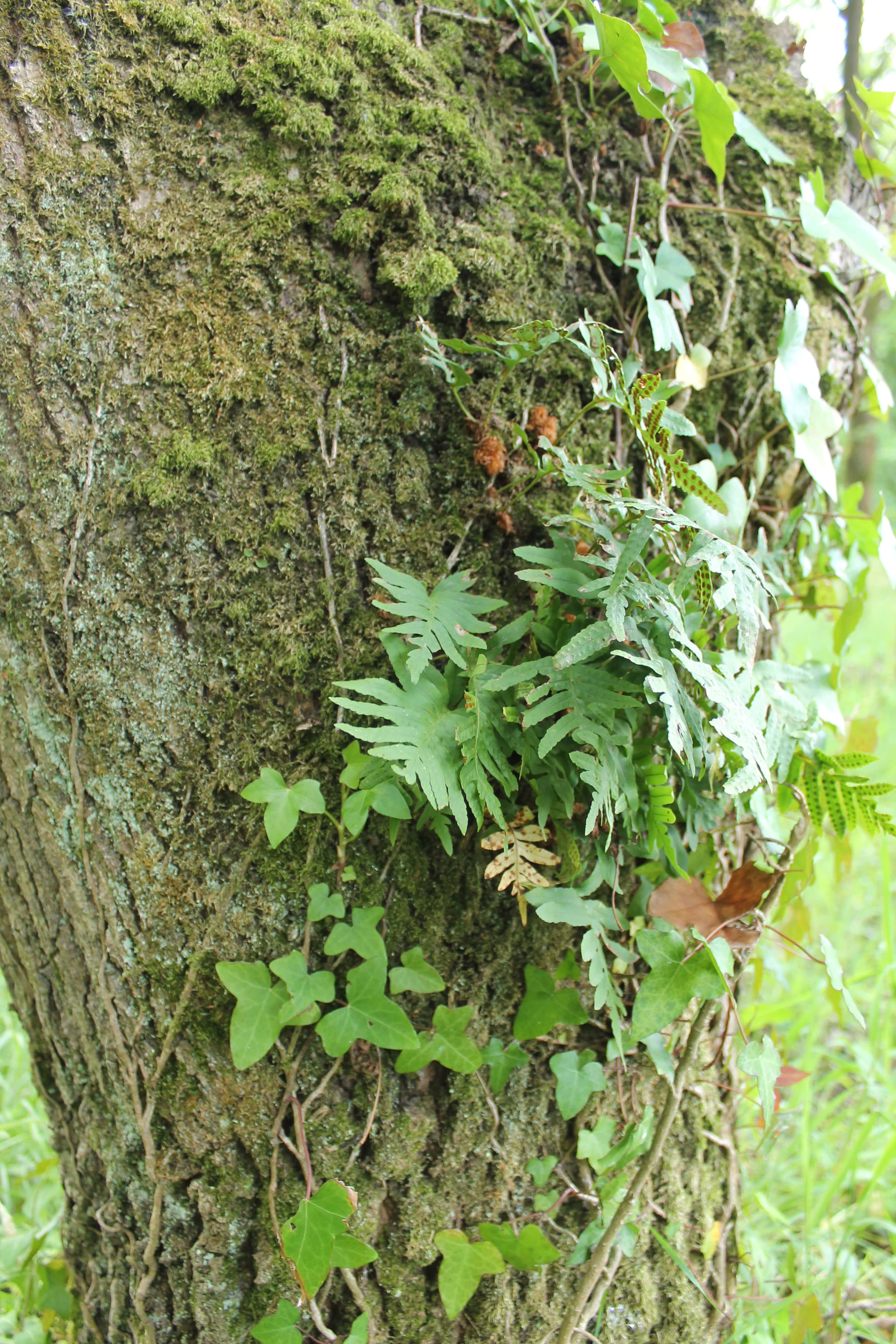 Annexe IMG_6258-min.JPG