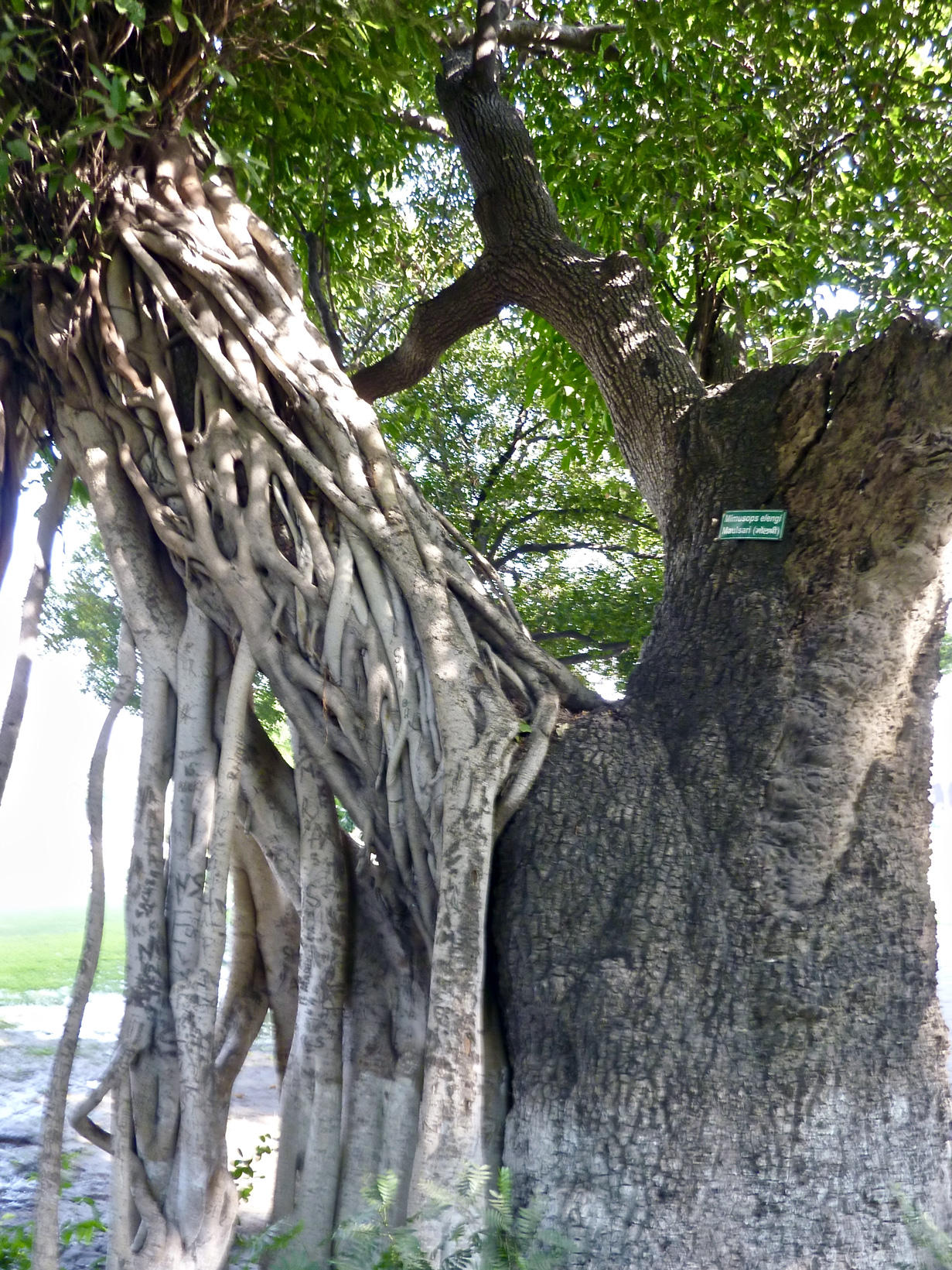 Annexe Interaction  Maulsari vs Figuier des banians en INDE