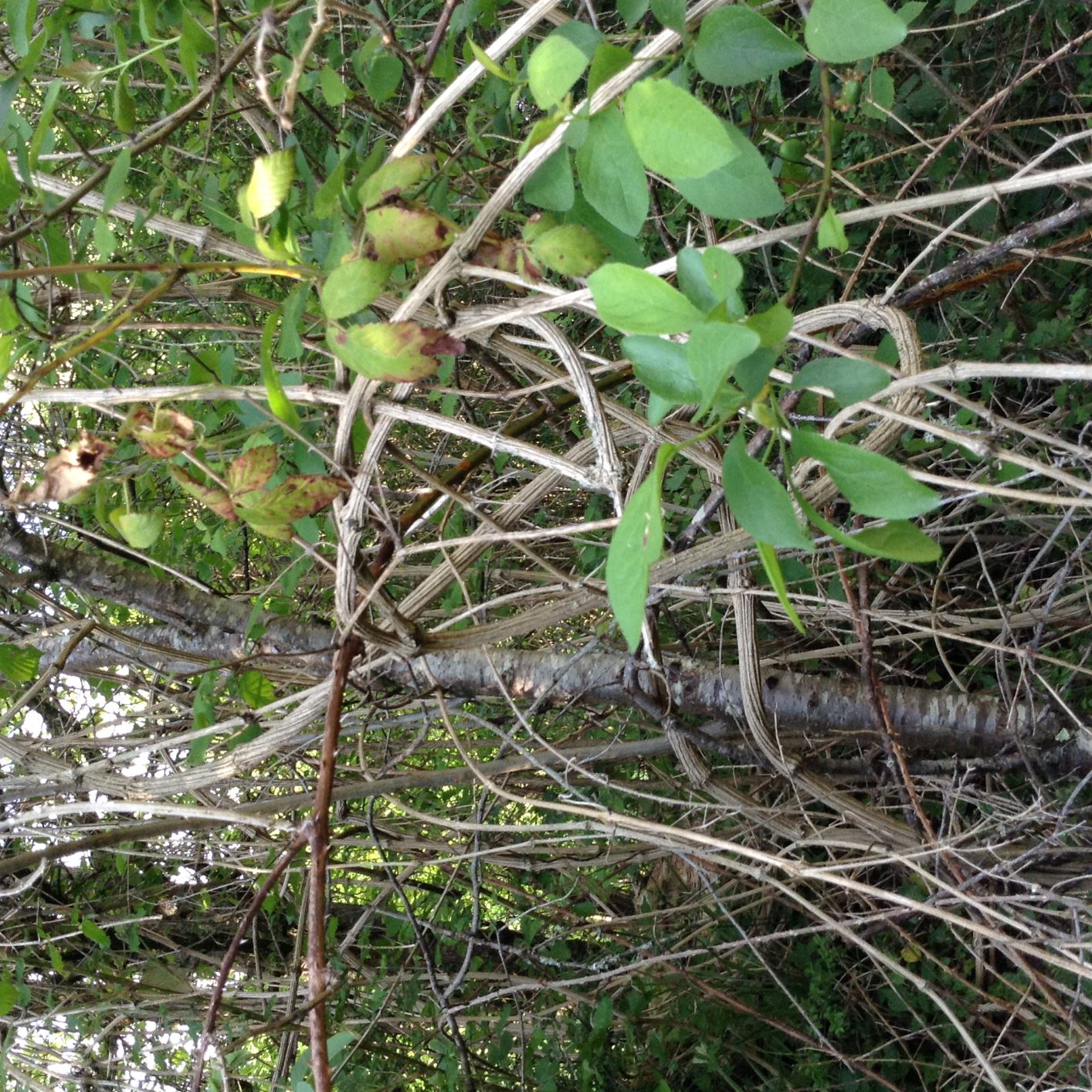 Annexe Clematite.JPG