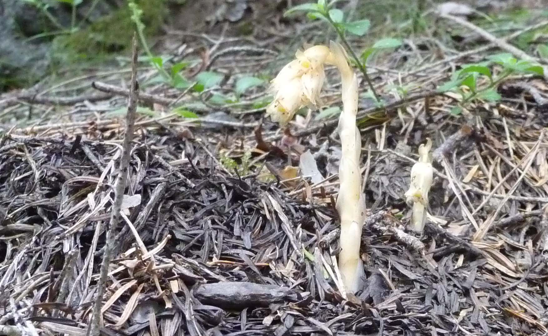 Annexe P1170763 2.JPG