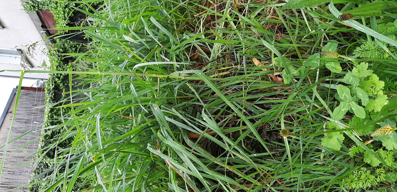 Annexe plantain en compet 1.jpg