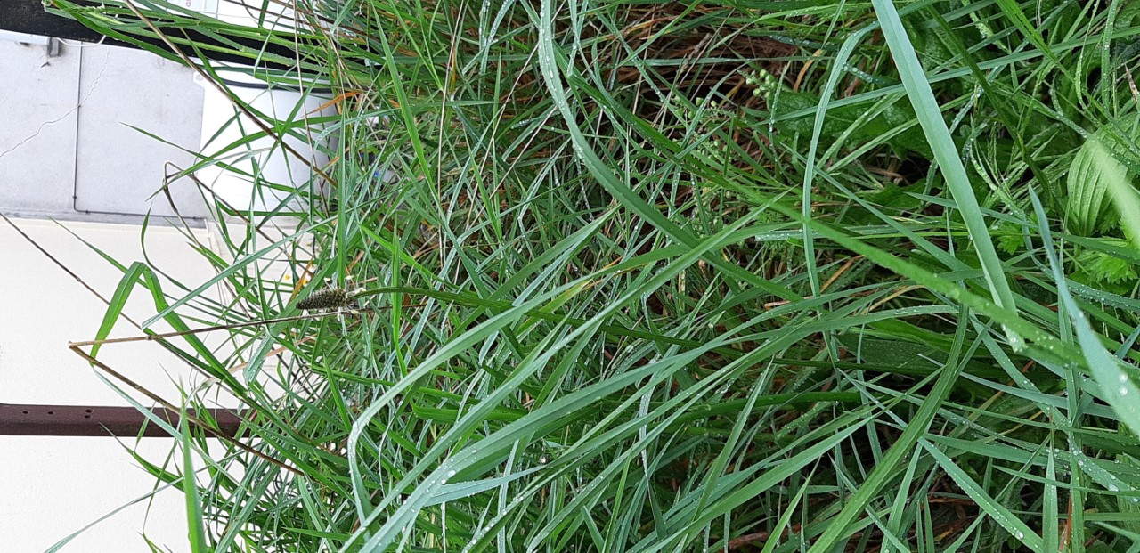 Annexe plantain en compet 2.jpg