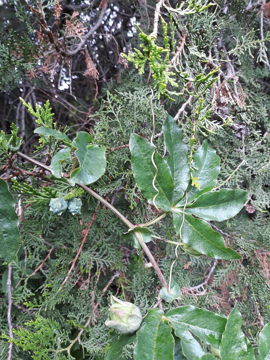 Annexe Accroche Passiflore.jpg