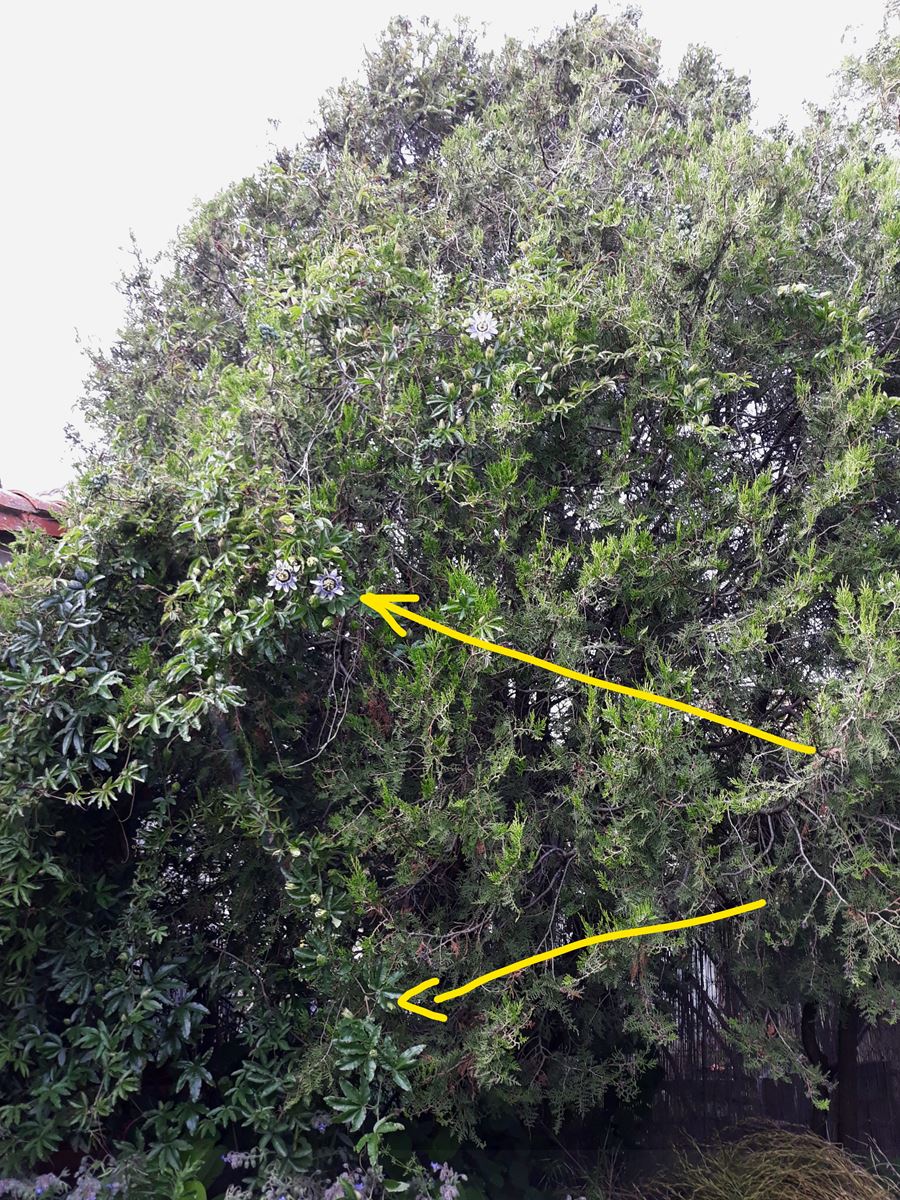 Annexe Passiflore et cyprès.jpg