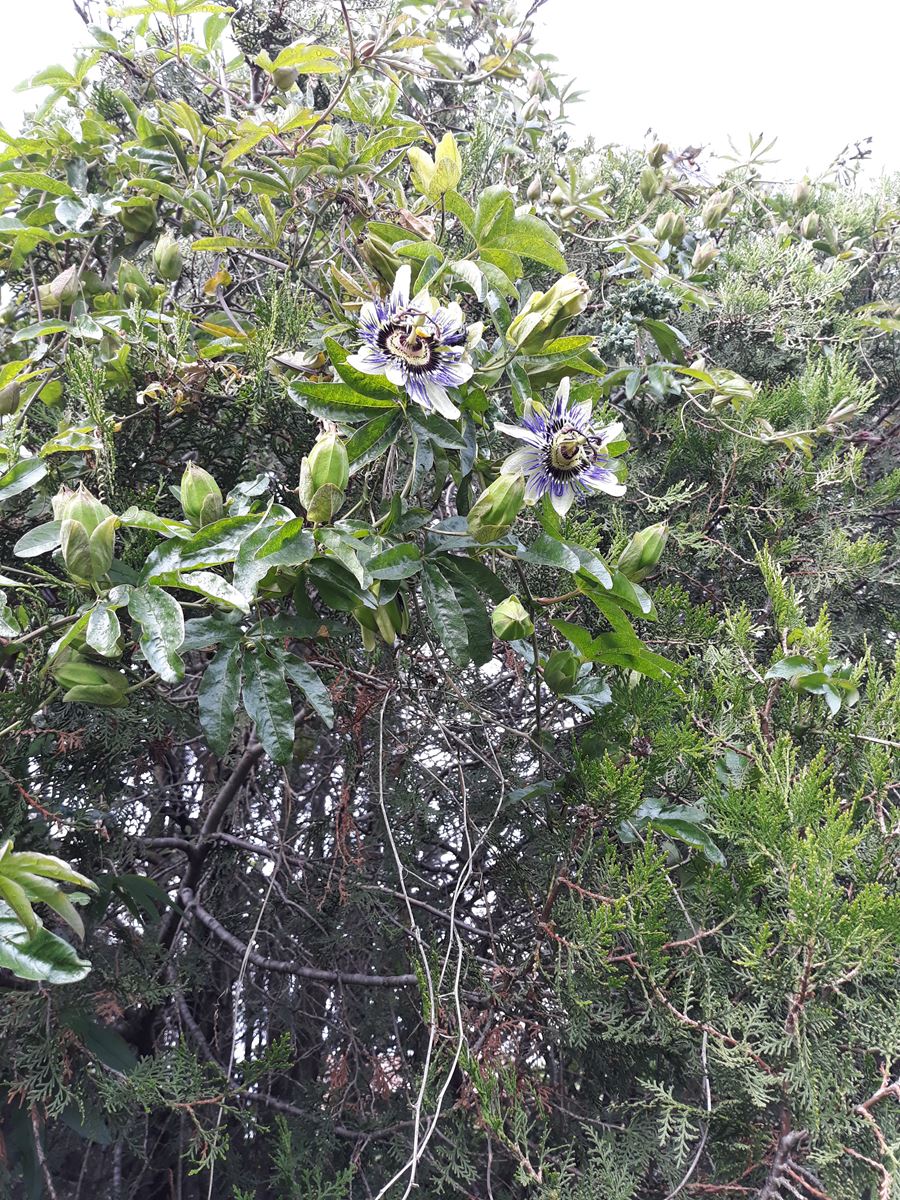 Annexe gros plan passiflore.jpg