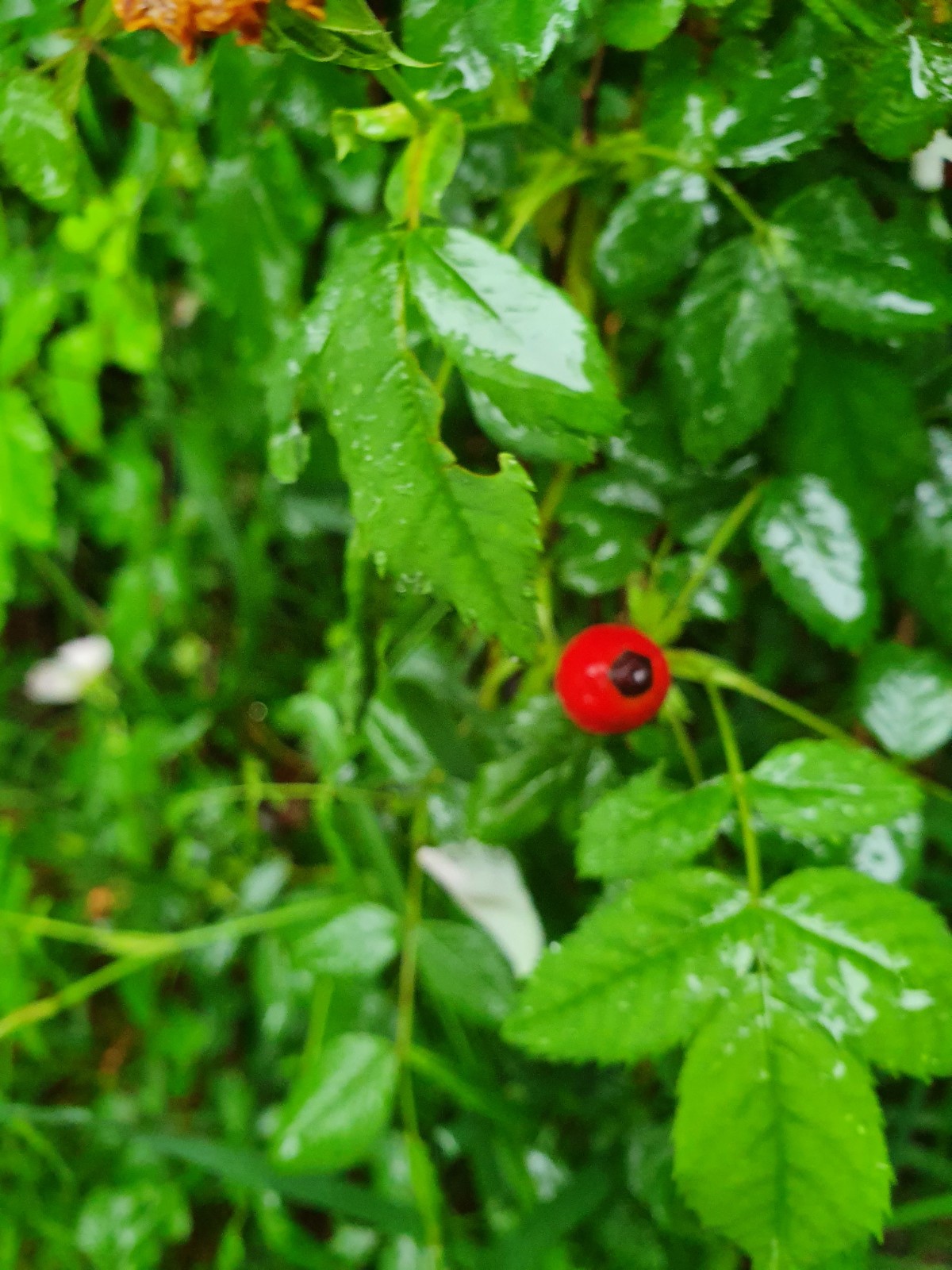 Annexe cynorrhodon.jpg