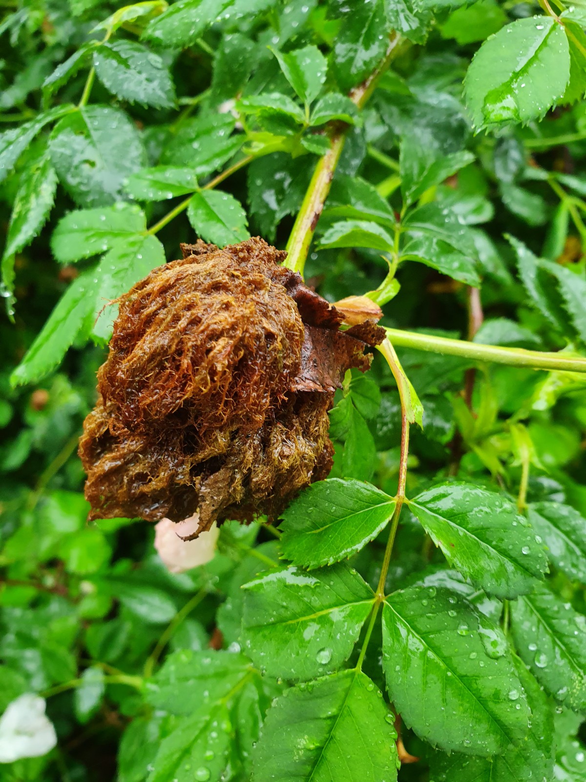 Annexe galle du rosier.jpg