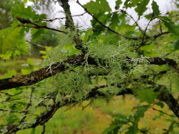 Annexe Mousse chêne.jpg