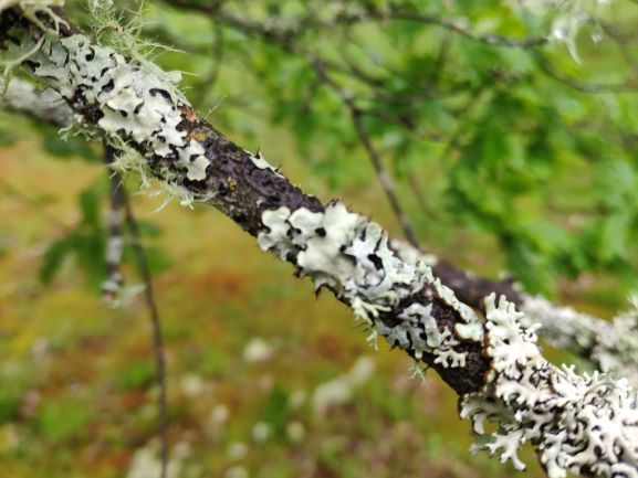 Annexe Mousse chêne2.jpg