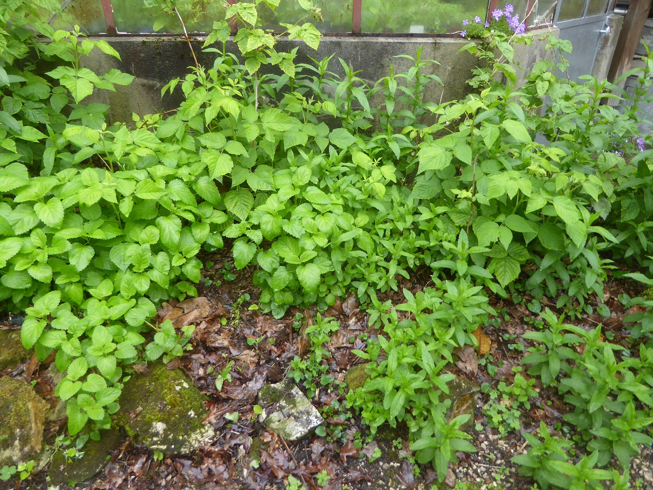 Annexe 20200502-51kleber-reduit.jpg