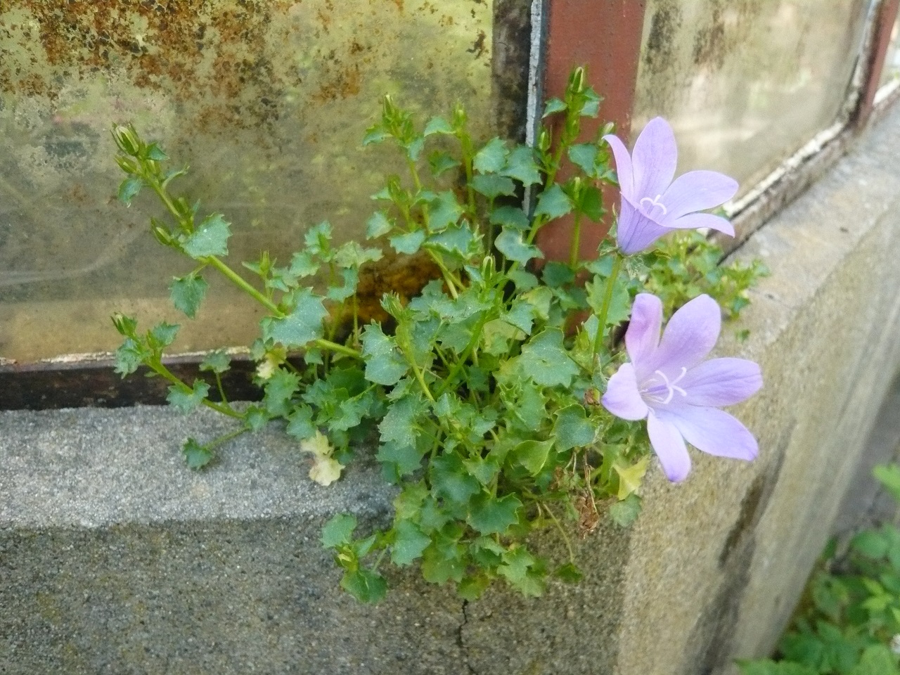 Annexe Campanula-muralis-20140414-51kleber-reduit.jpg