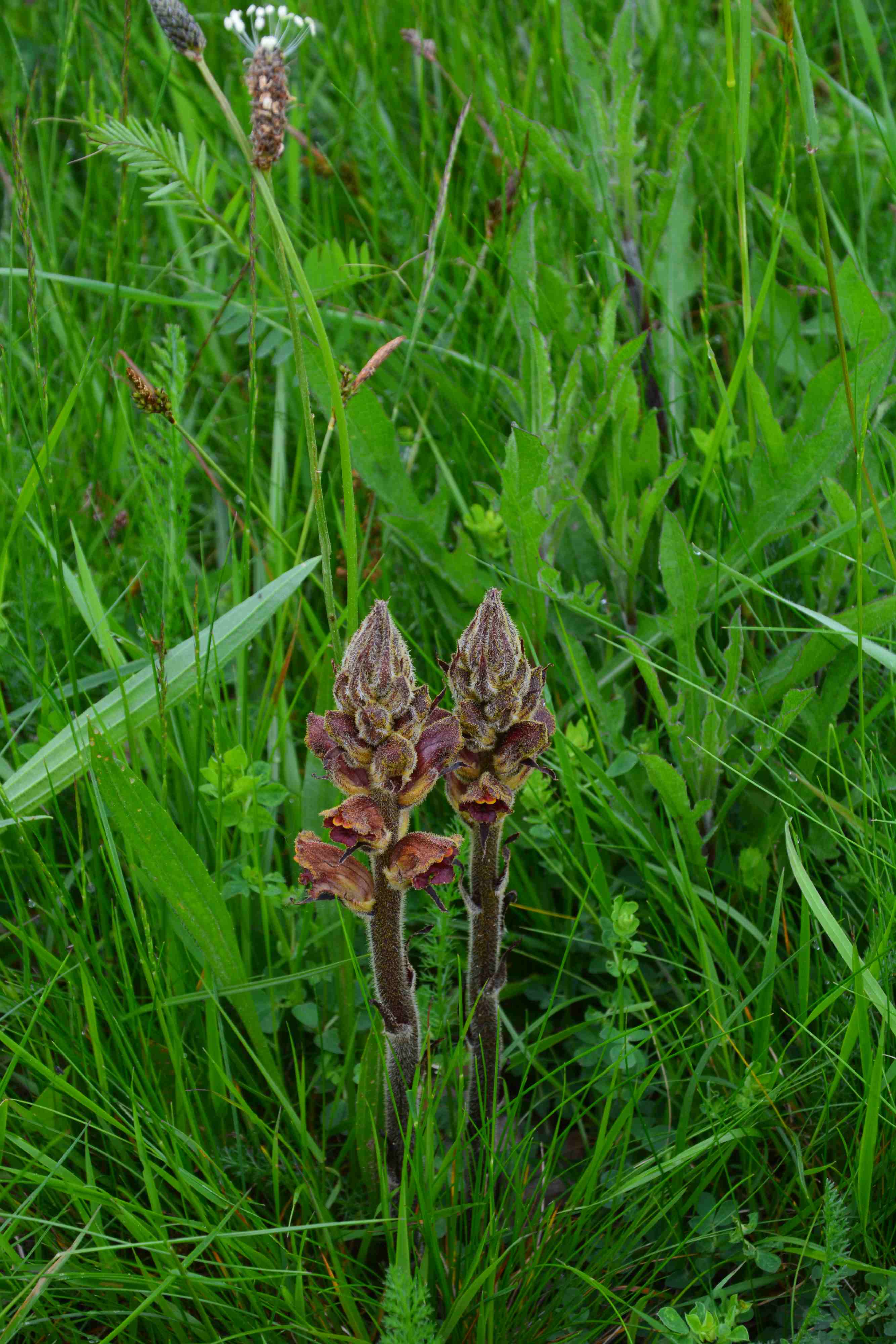 Annexe Environnement et Plantes hôtes.JPG