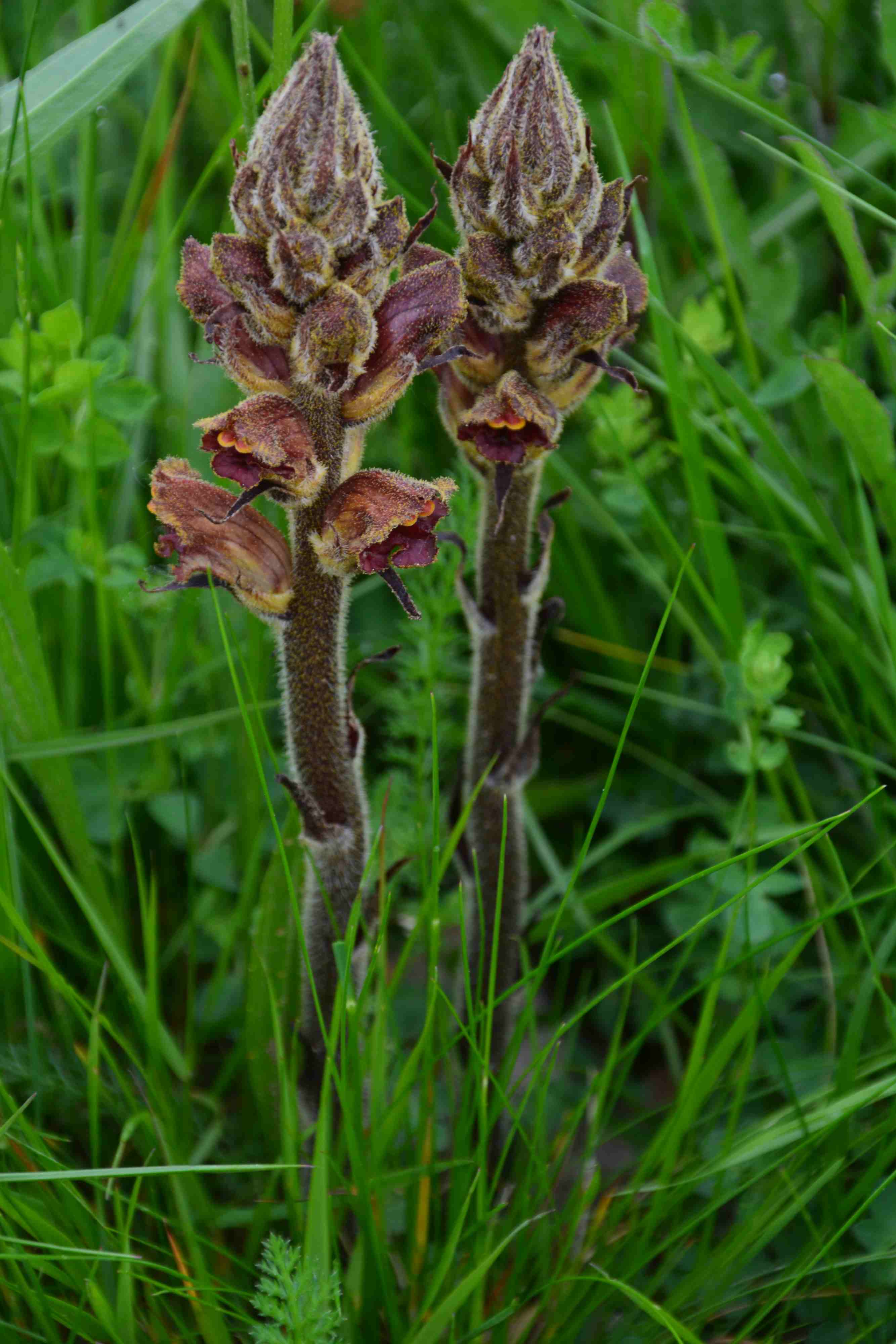 Annexe Orobanche.JPG