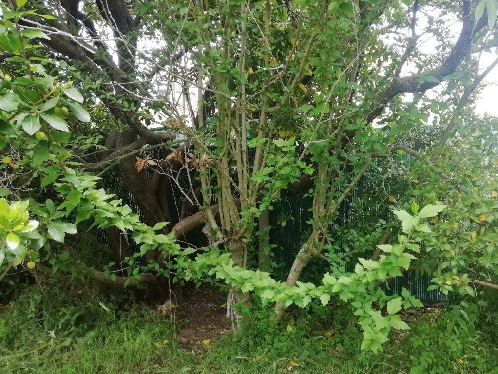 Annexe IMG_ARBOUVSALTEA.jpg