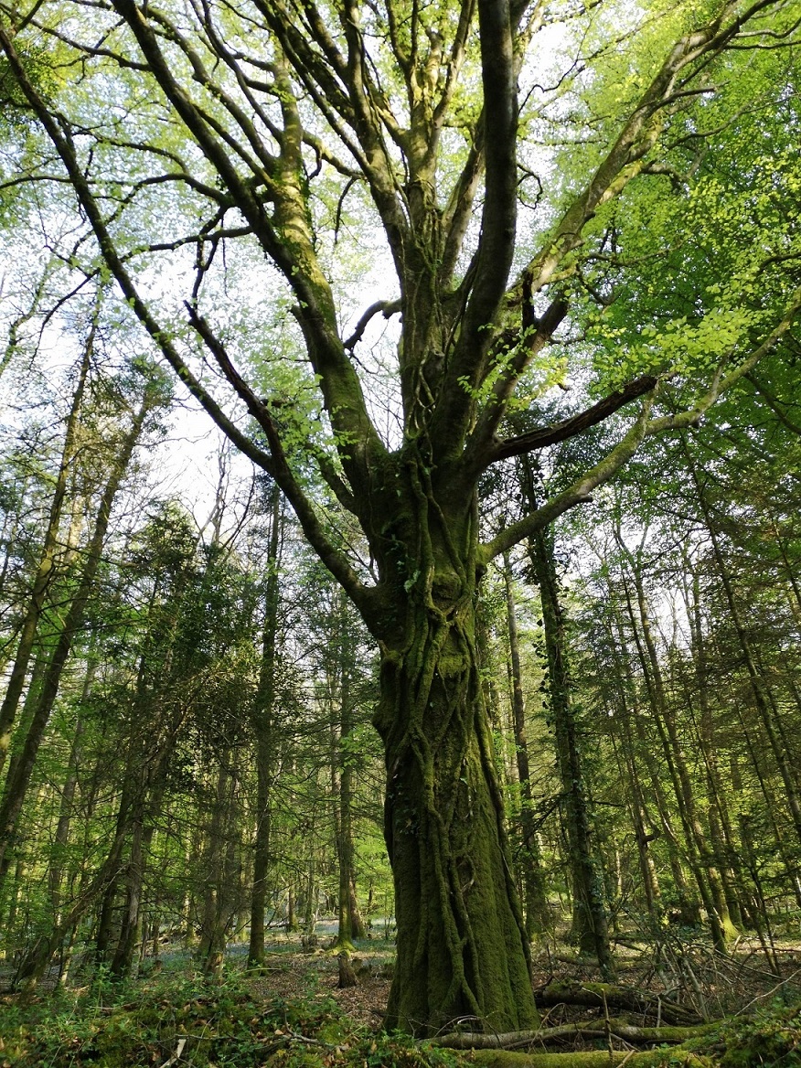 Annexe épiphytisme.jpeg