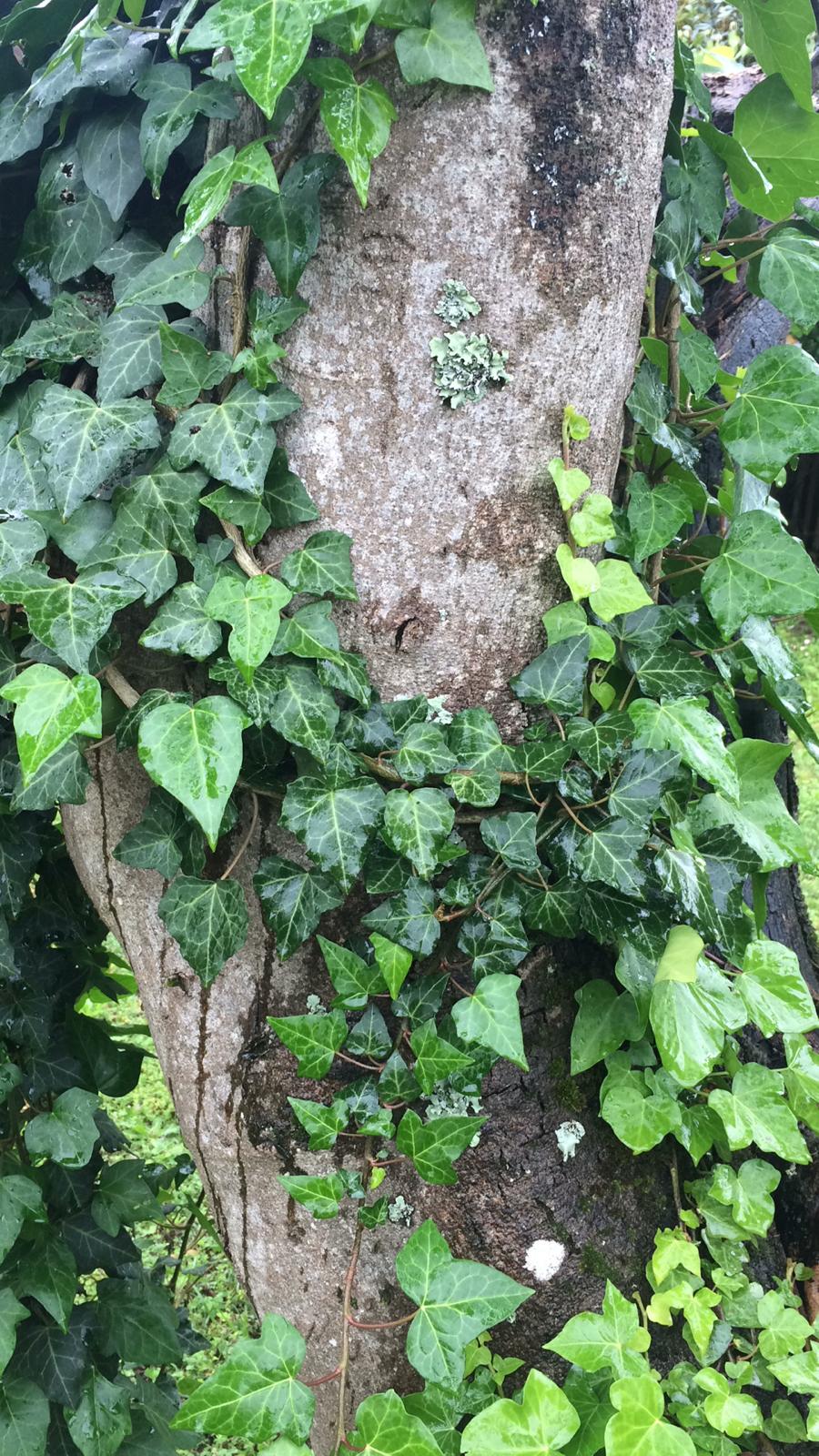 Annexe WhatsApp Image 2020-05-02 at 13.50.43.jpeg